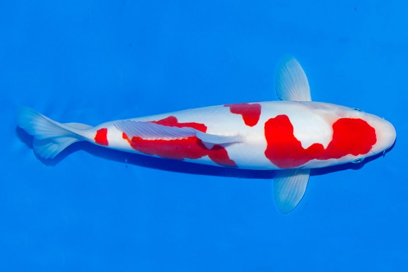 Cá Koi Kohaku Nhật