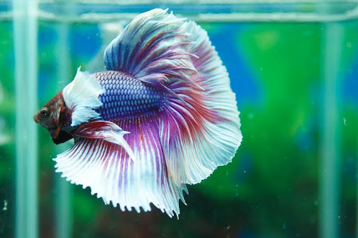 Cá Betta Halfmoon Half Sun