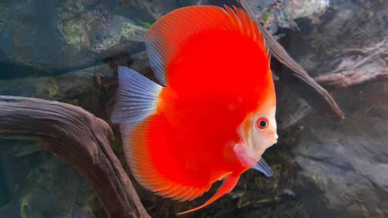 Cá Đĩa Red Valentine