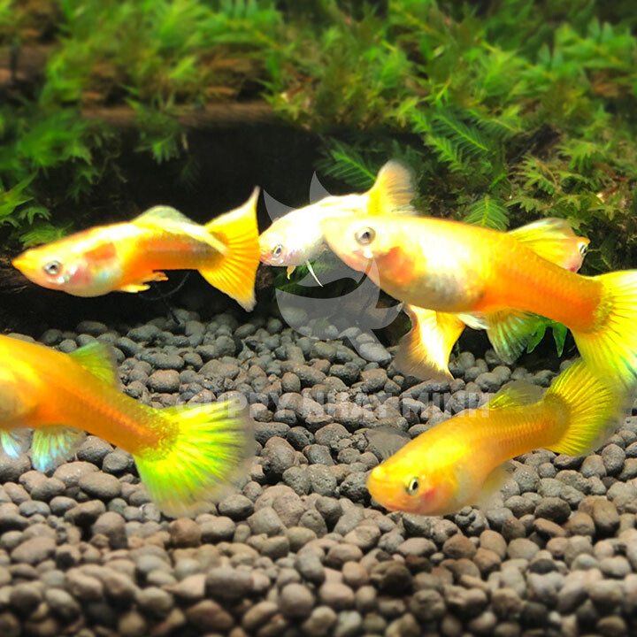 Cá Bảy Màu Full Gold
