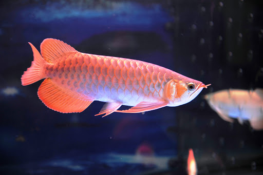 Cá Rồng Huyết Long